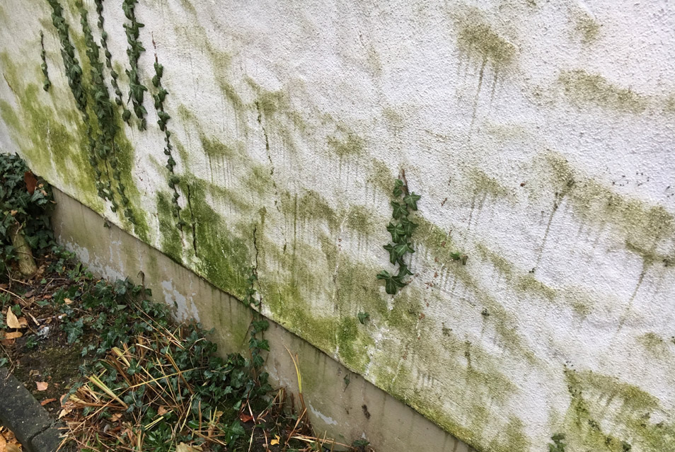 Algen an der Hausfassade reinigen in Hannover